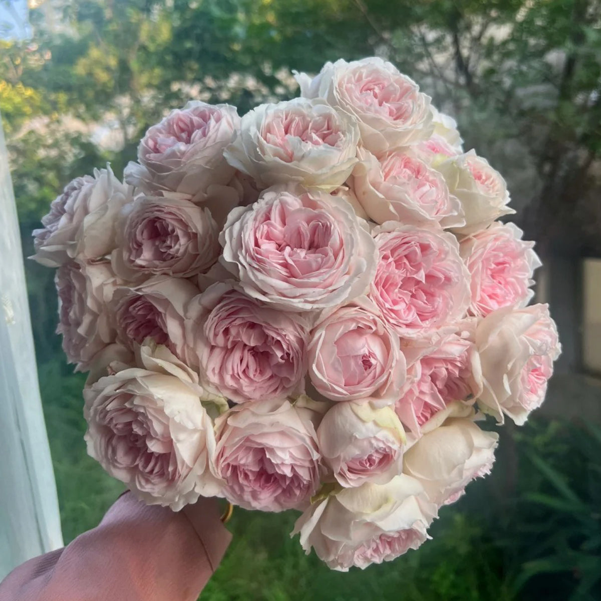 Yves M-Wedding Box Japanese Florist Shrub Rose