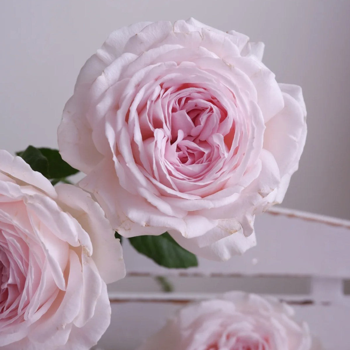 Yves M-Wedding Box Japanese Florist Shrub Rose