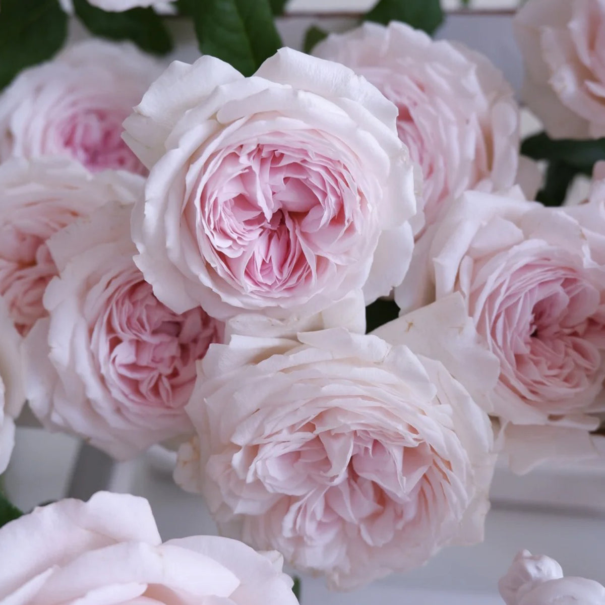 Yves M-Wedding Box Japanese Florist Shrub Rose