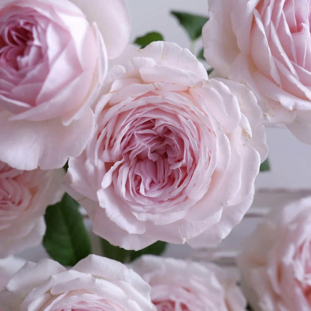 Yves M-Wedding Box Japanese Florist Shrub Rose
