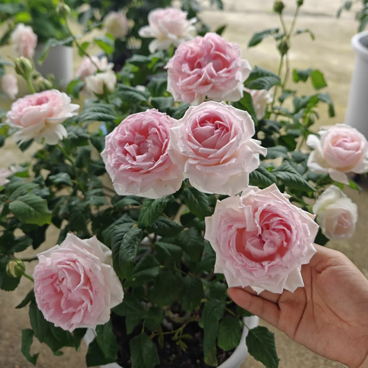 Yves M-Wedding Box Japanese Florist Shrub Rose
