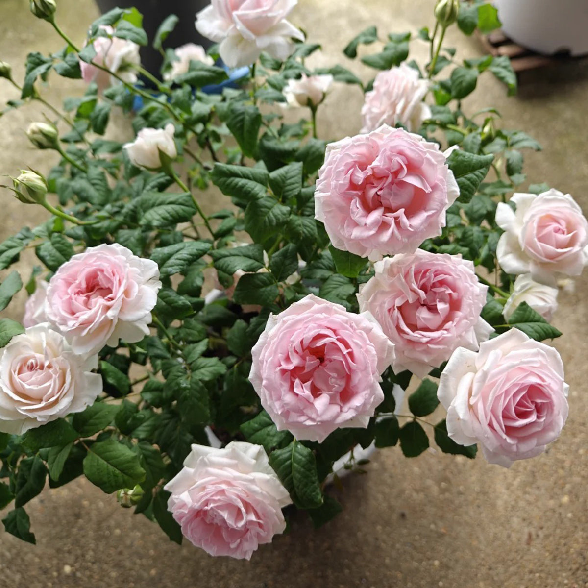 Yves M-Wedding Box Japanese Florist Shrub Rose
