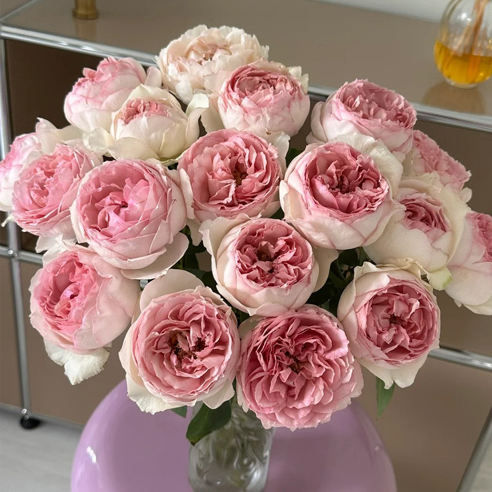 Yves No. 4 Japanese Florist Shrub Rose – Highgarden Roses