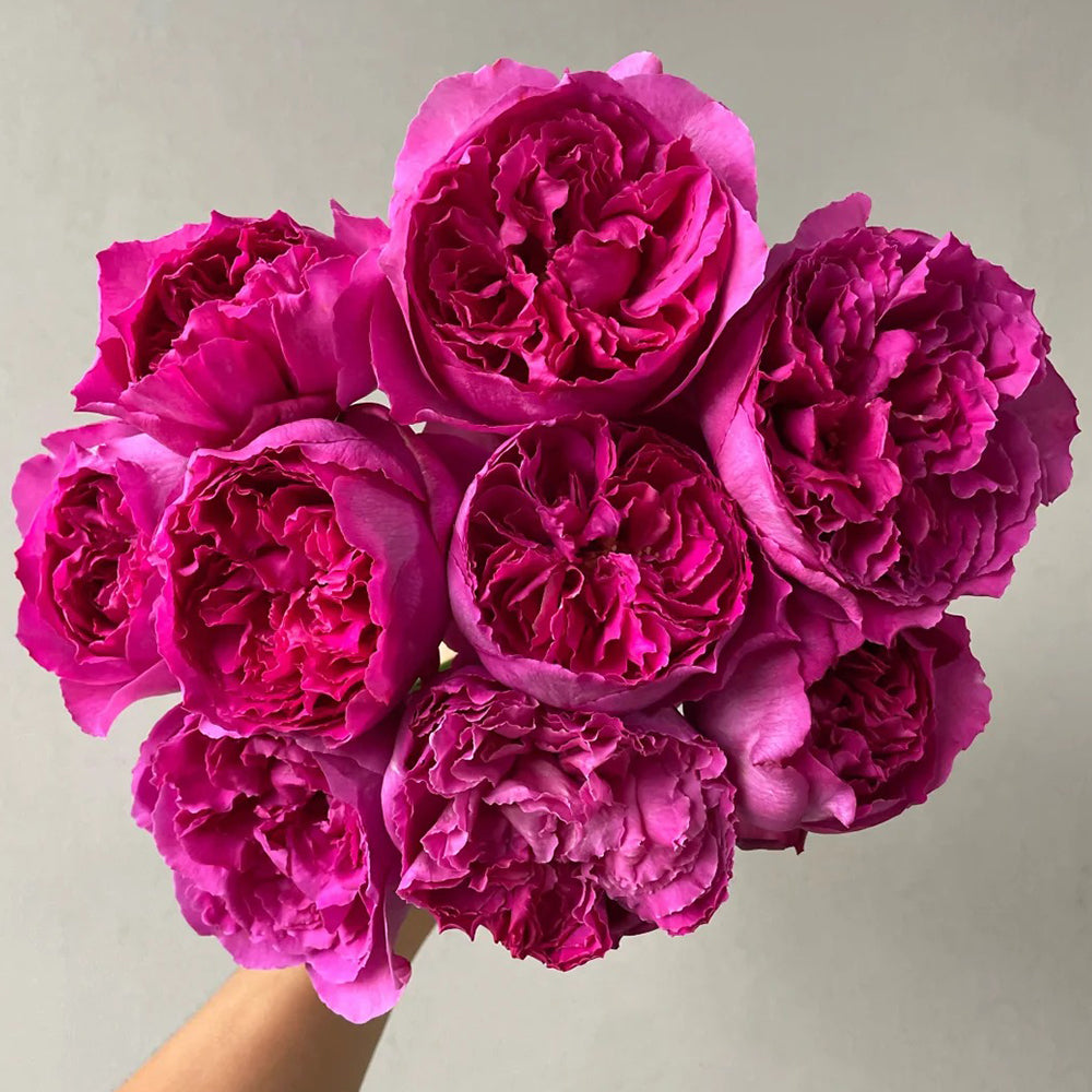 Yves Rosette Japanese Florist Shrub Rose