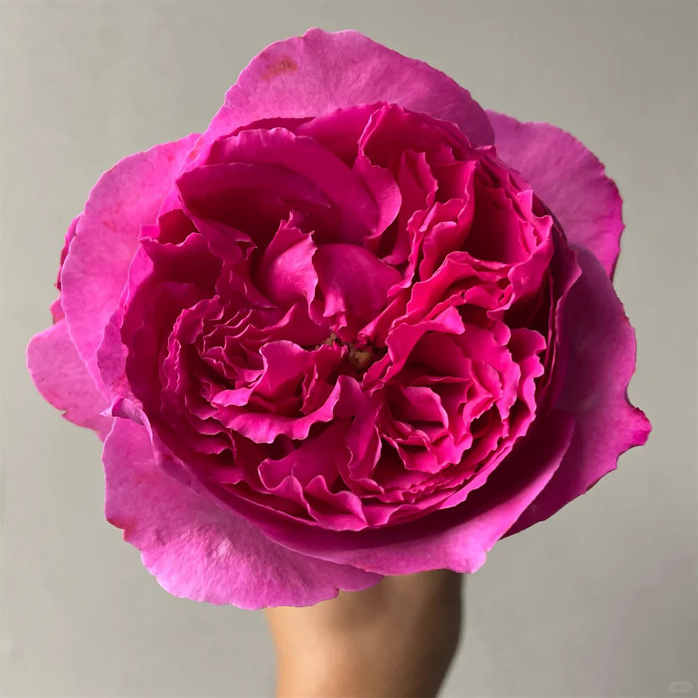 Yves Rosette Japanese Florist Shrub Rose