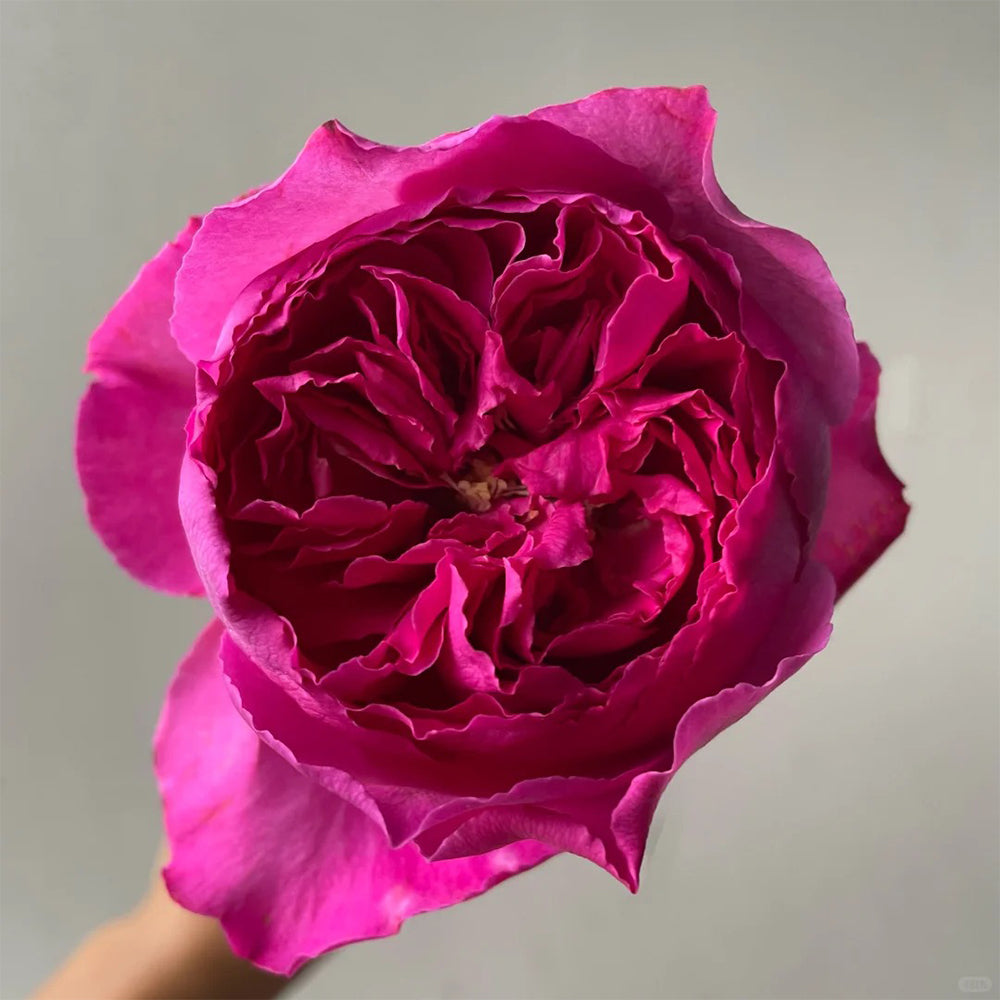 Yves Rosette Japanese Florist Shrub Rose