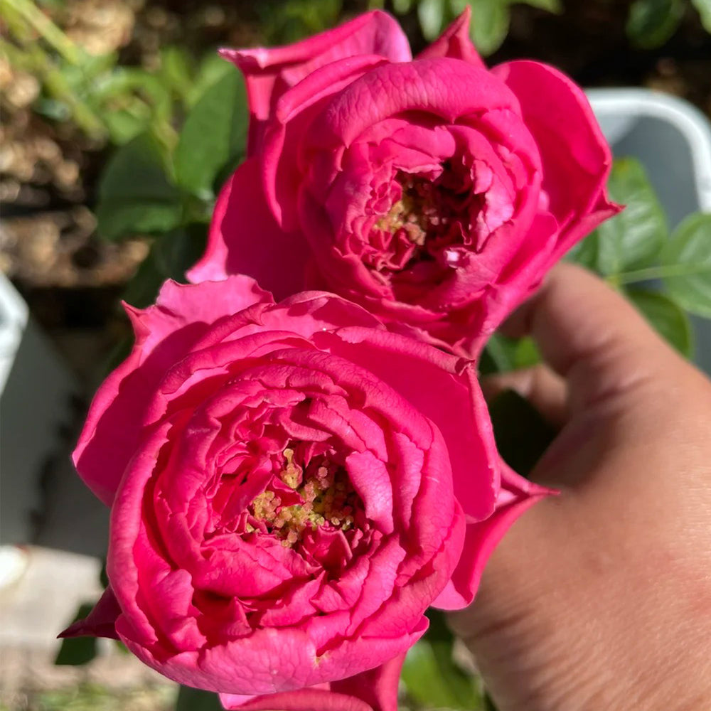 Yves Rosette Japanese Florist Shrub Rose