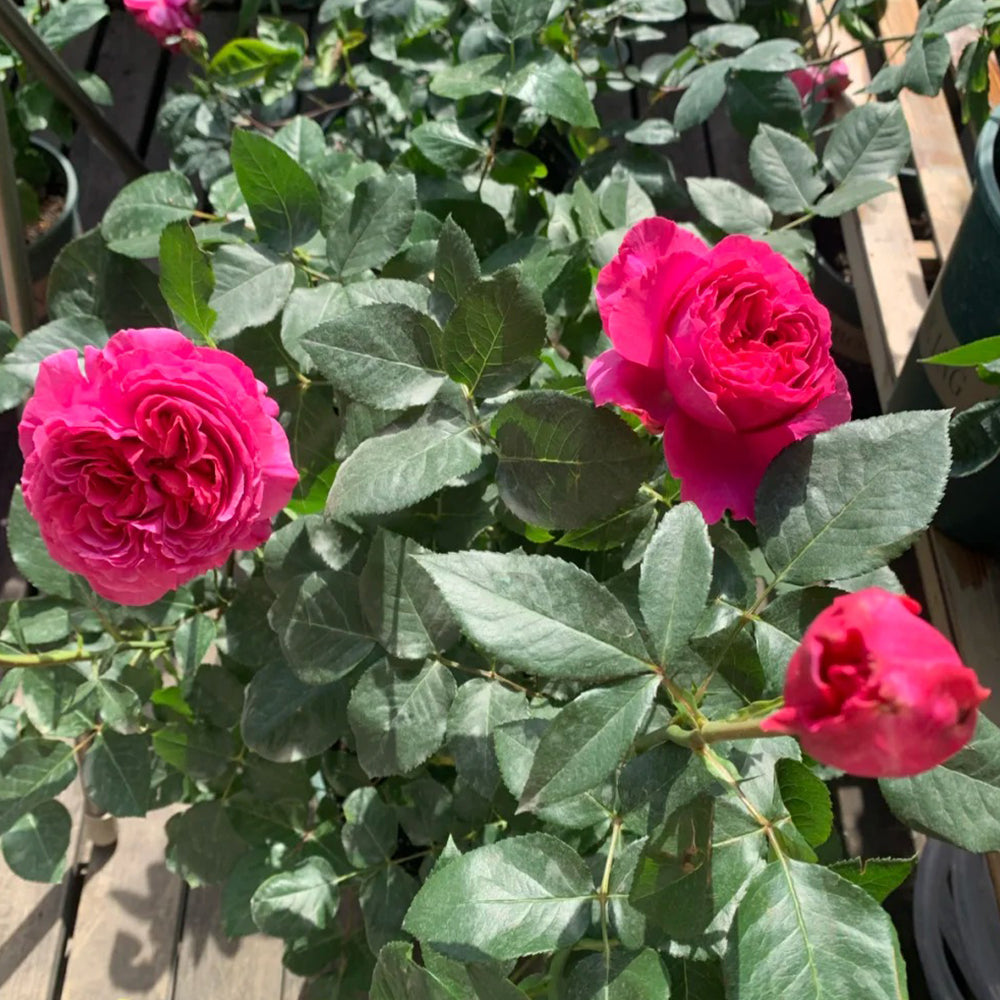 Yves Rosette Japanese Florist Shrub Rose