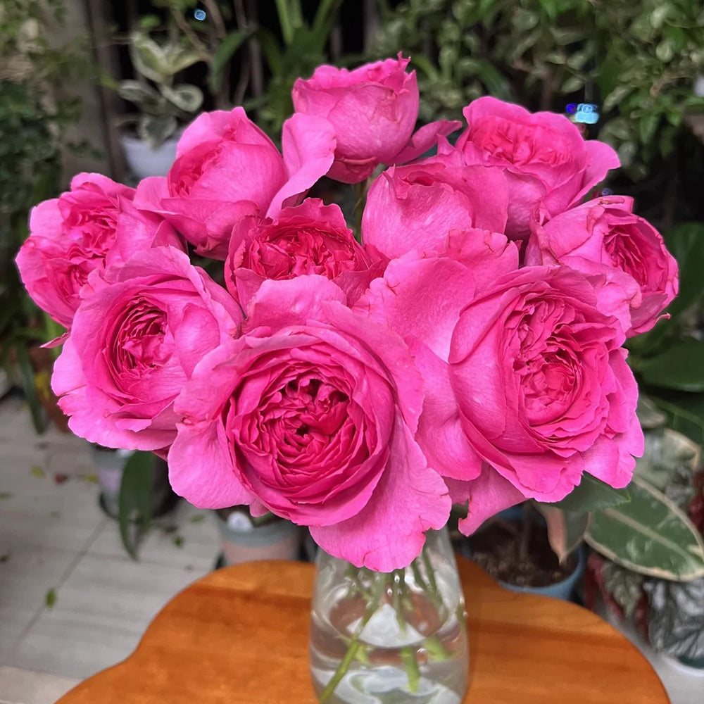 Yves Rosette Japanese Florist Shrub Rose