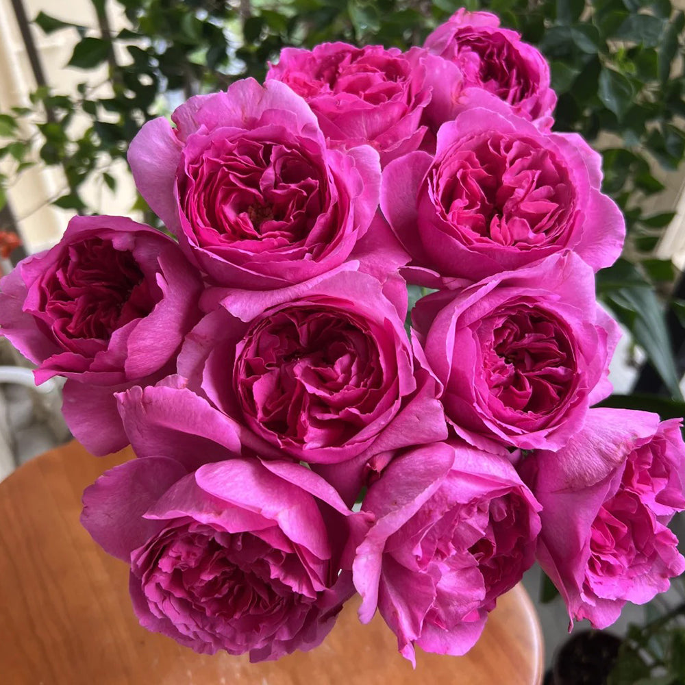 Yves Rosette Japanese Florist Shrub Rose