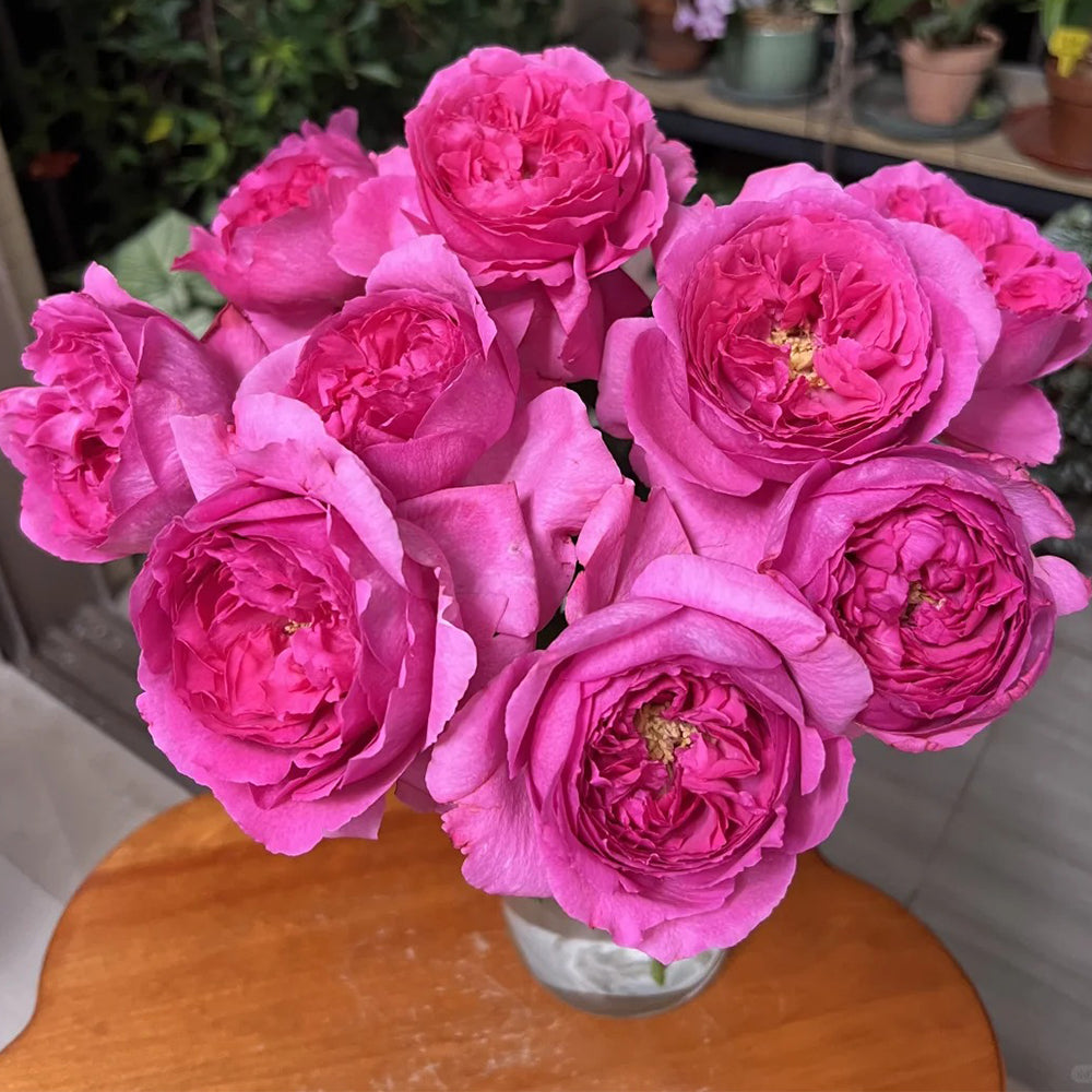Yves Rosette Japanese Florist Shrub Rose