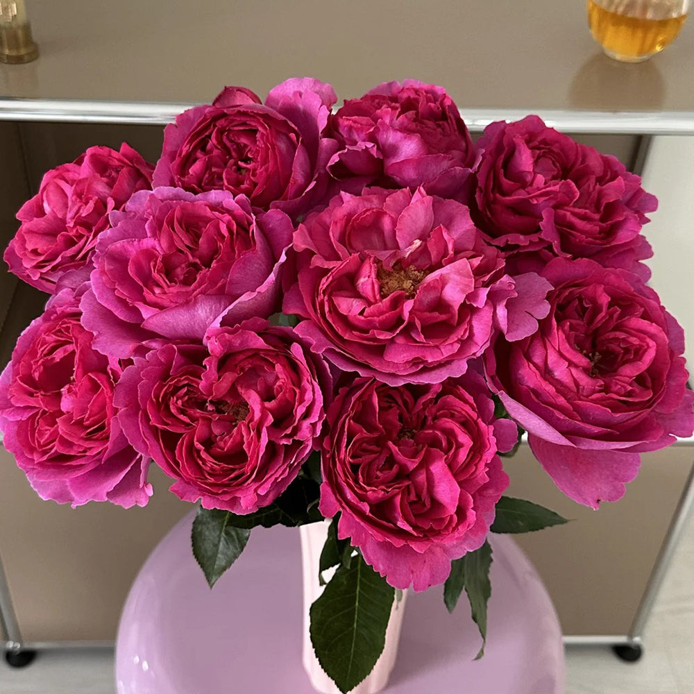 Yves Rosette Japanese Florist Shrub Rose