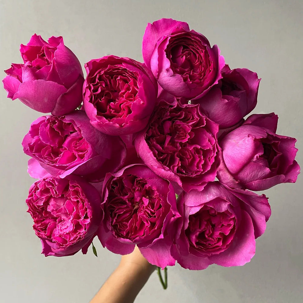 Yves Rosette Japanese Florist Shrub Rose