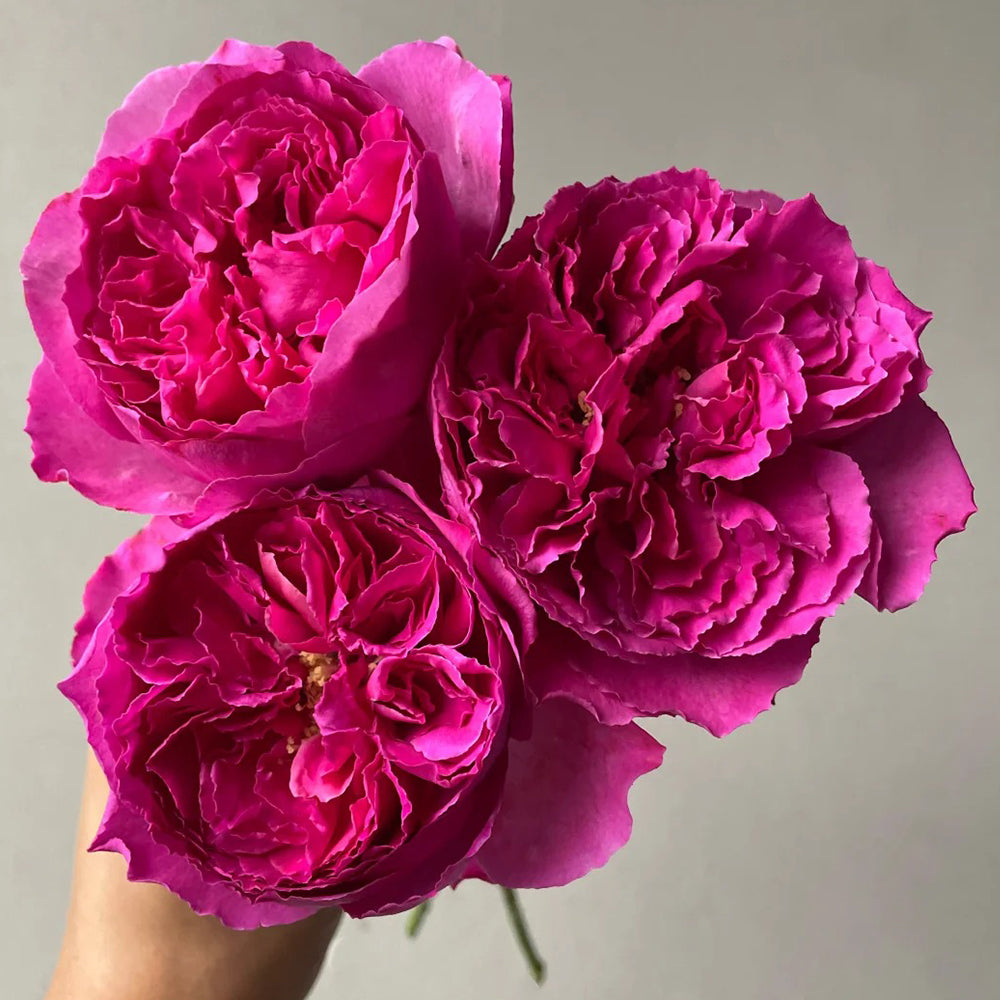 Yves Rosette Japanese Florist Shrub Rose
