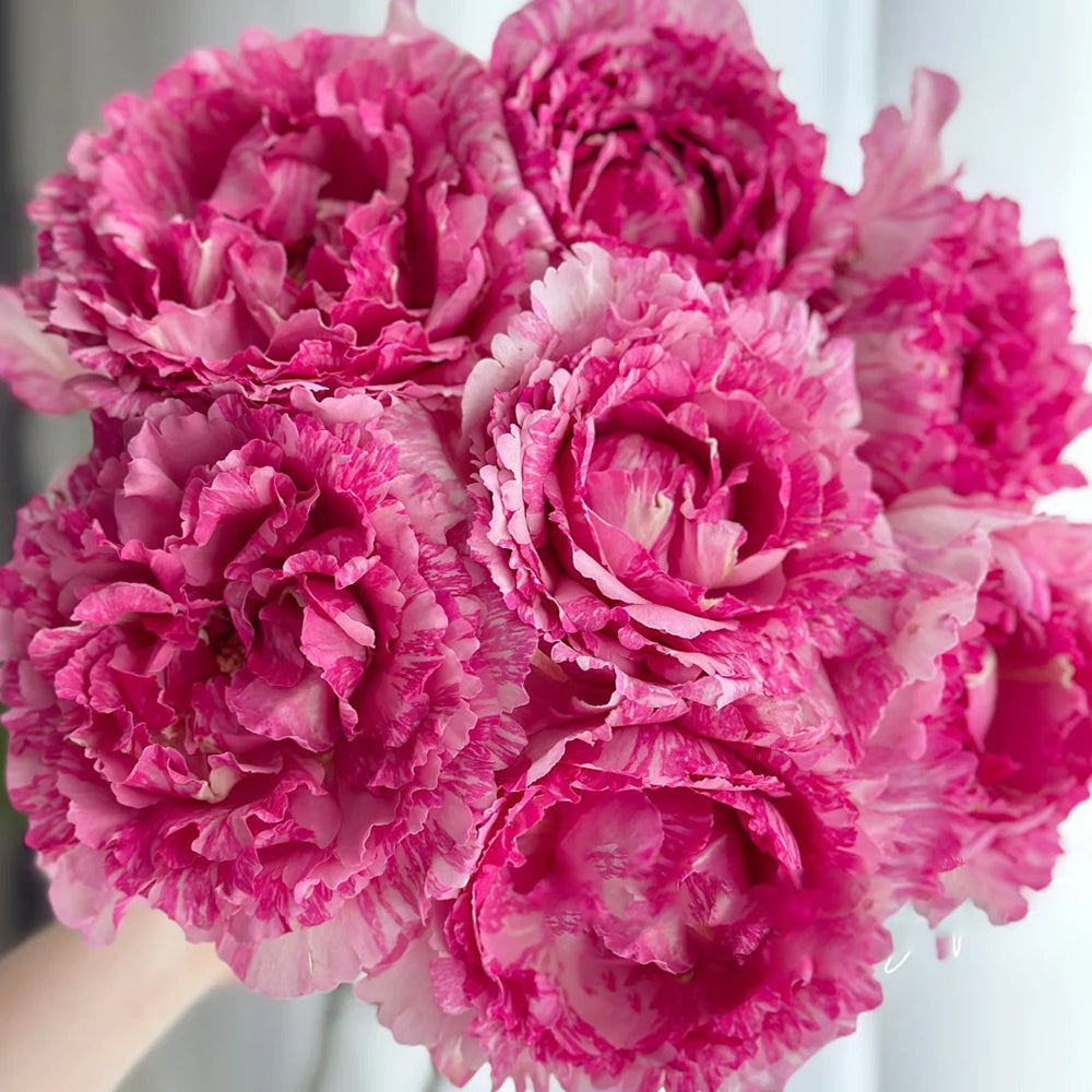 Yves Splash Japanese Florist Shrub Rose