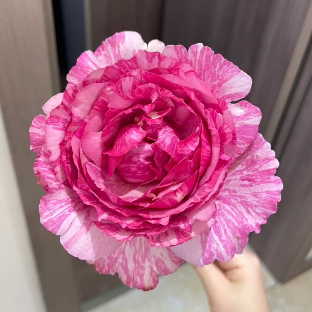 Yves Splash Japanese Florist Shrub Rose