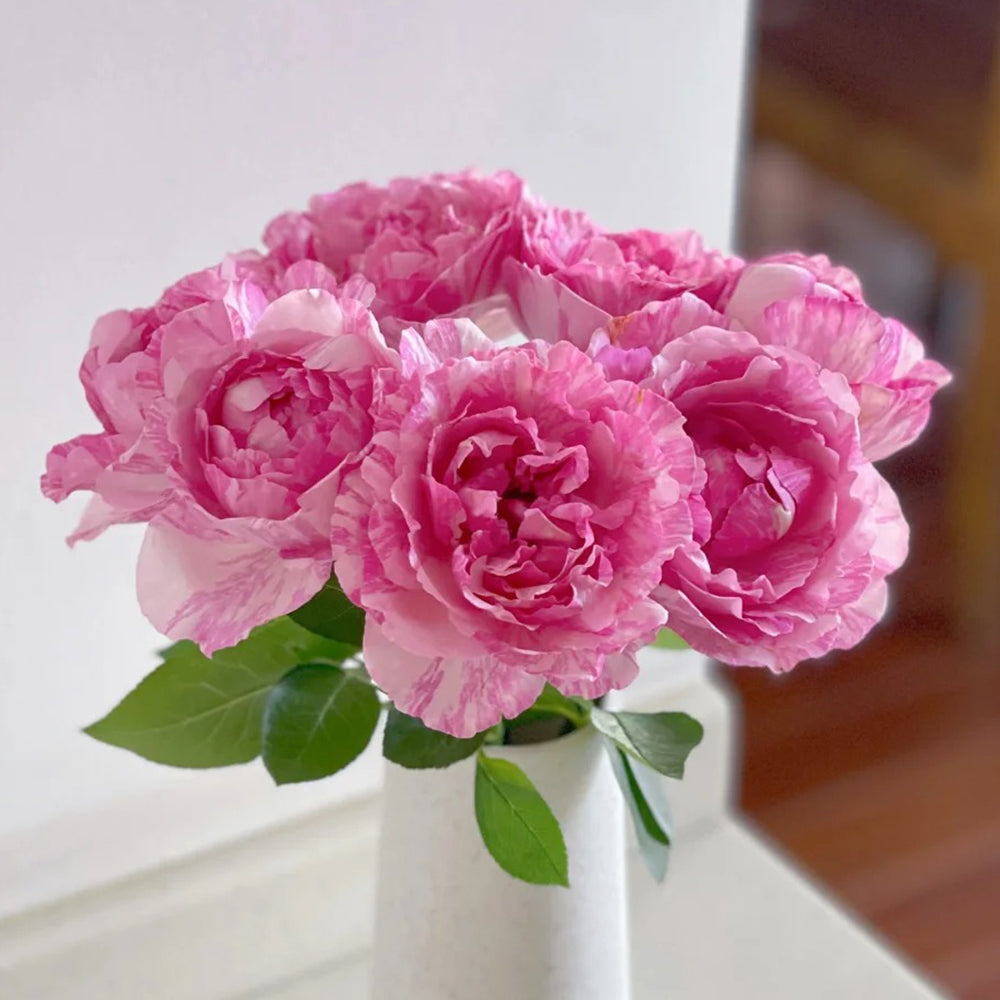 Yves Splash Japanese Florist Shrub Rose