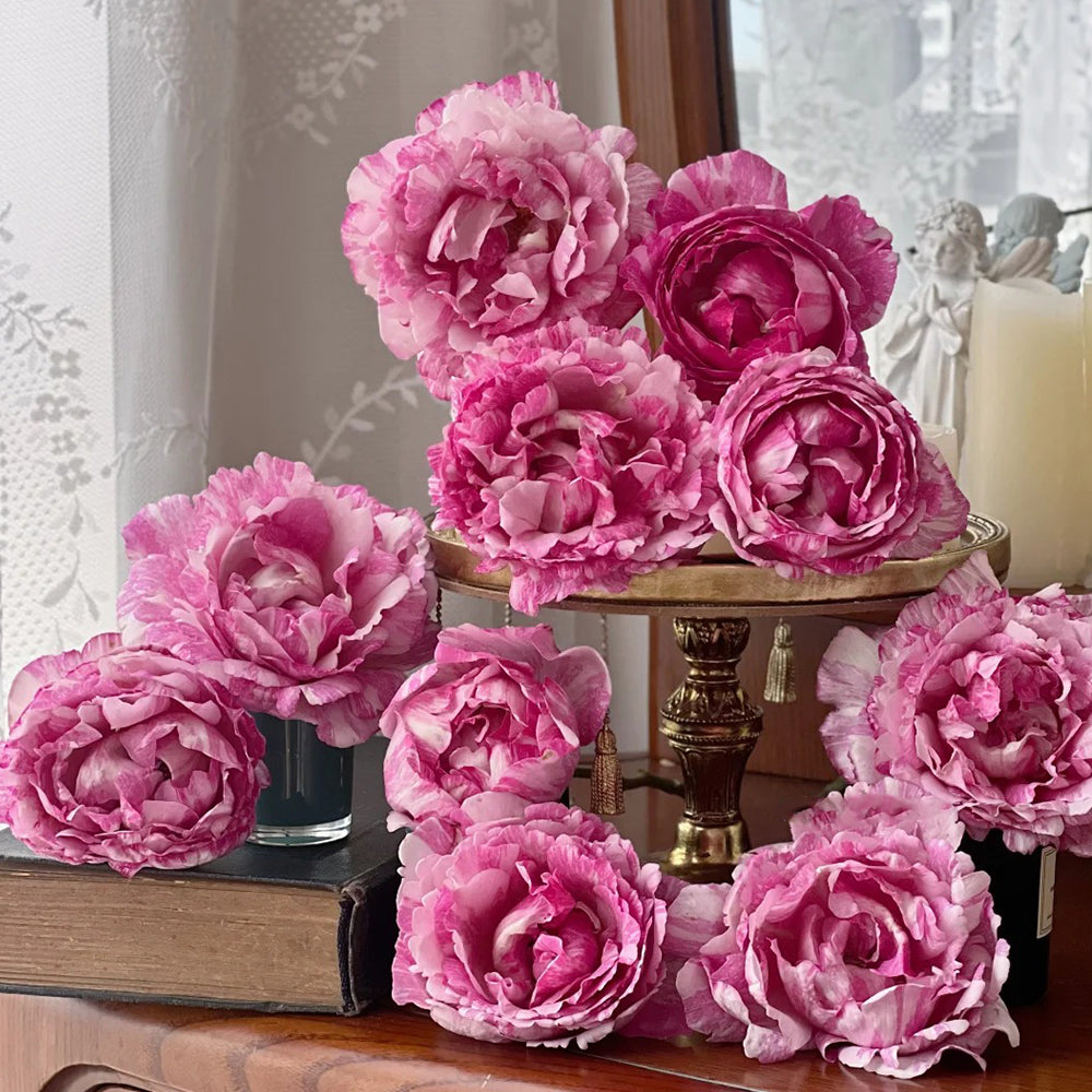 Yves Splash Japanese Florist Shrub Rose