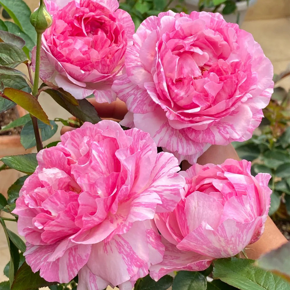 Yves Splash Japanese Florist Shrub Rose