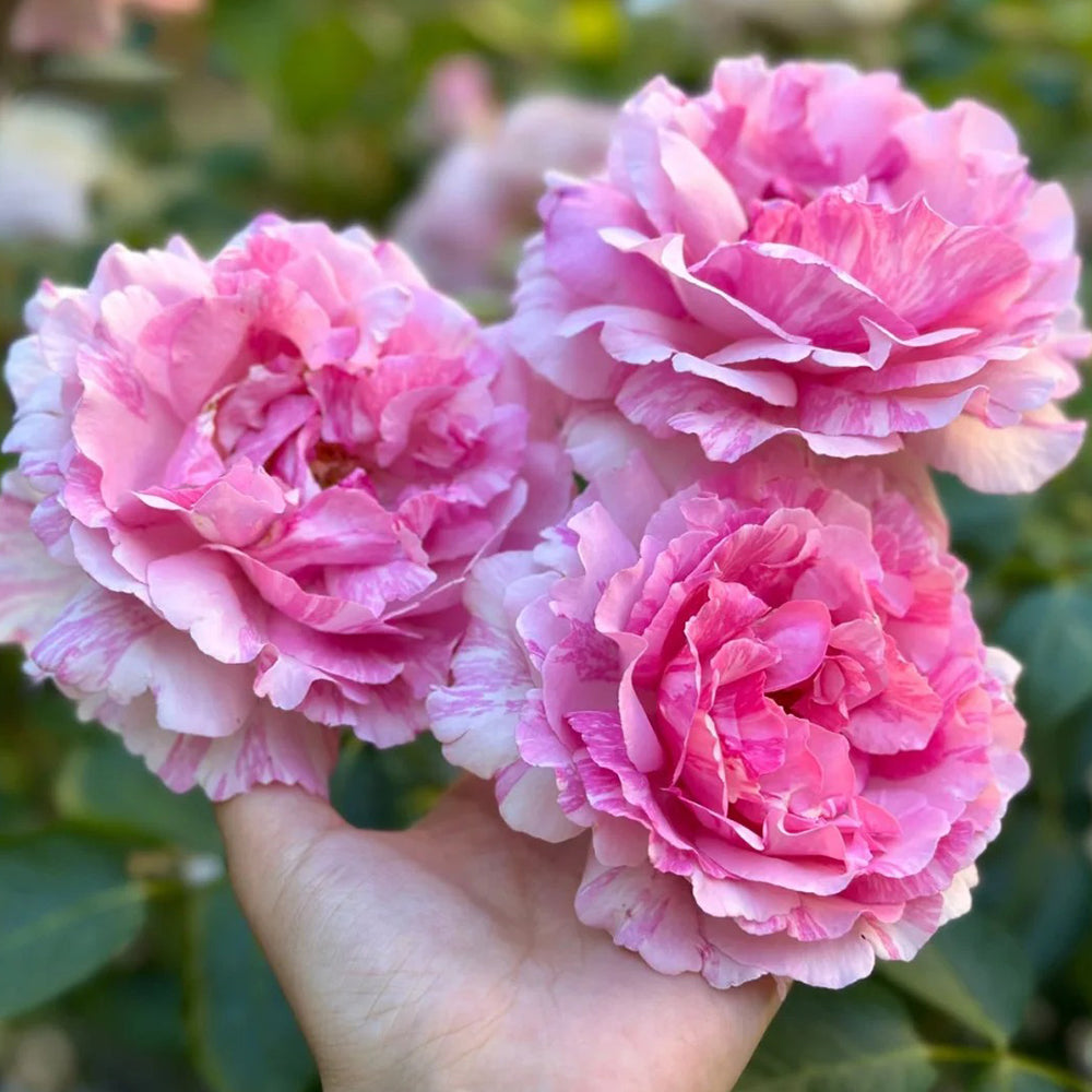 Yves Splash Japanese Florist Shrub Rose