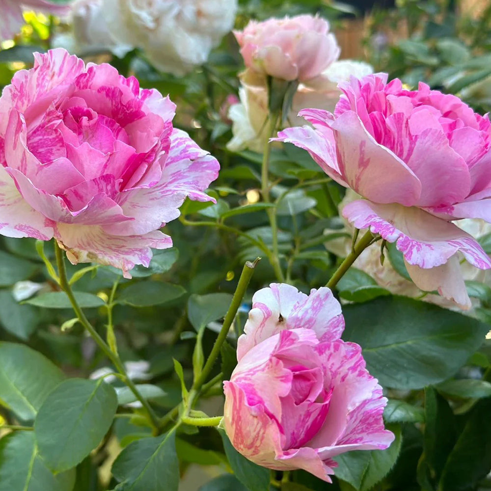 Yves Splash Japanese Florist Shrub Rose