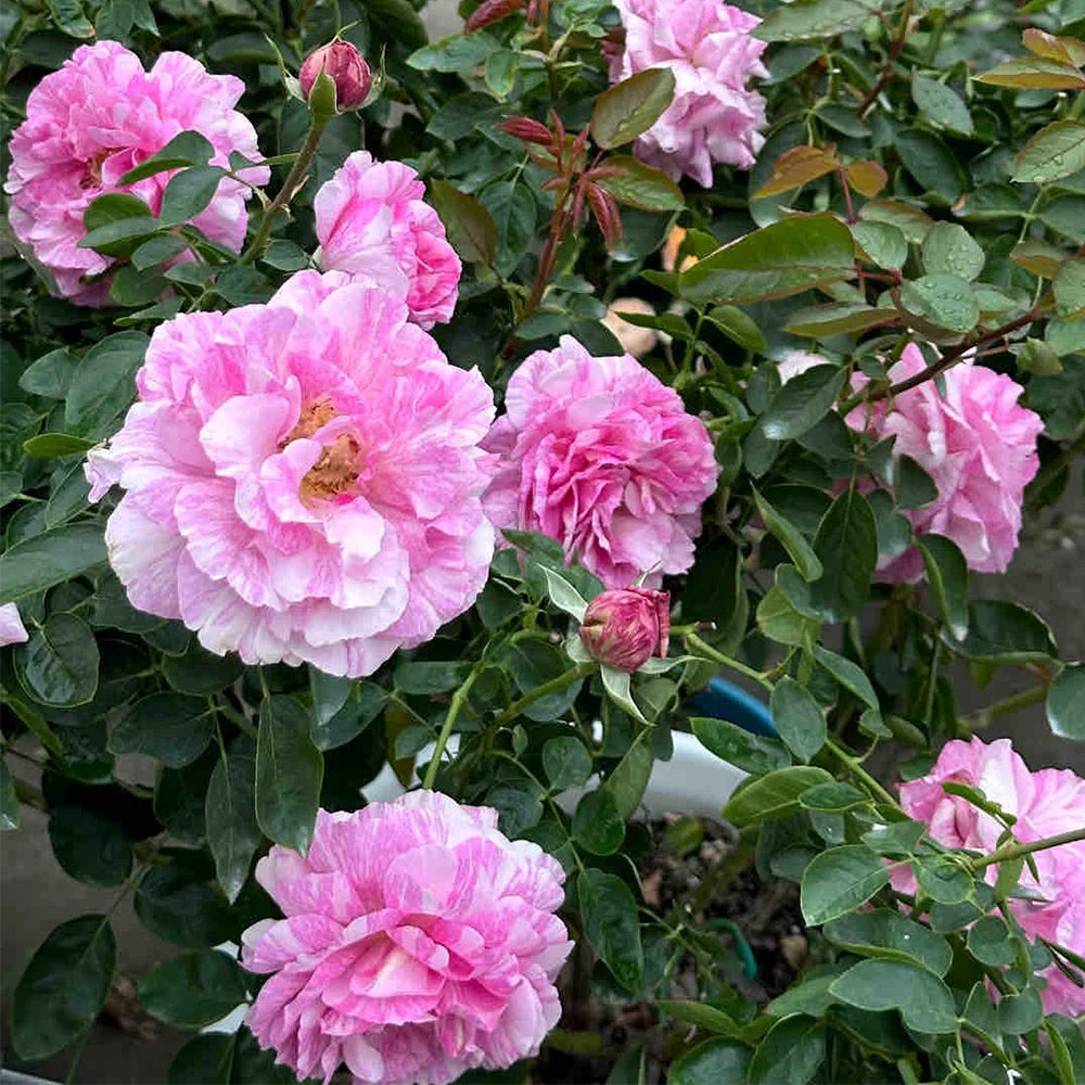 Yves Splash Japanese Florist Shrub Rose