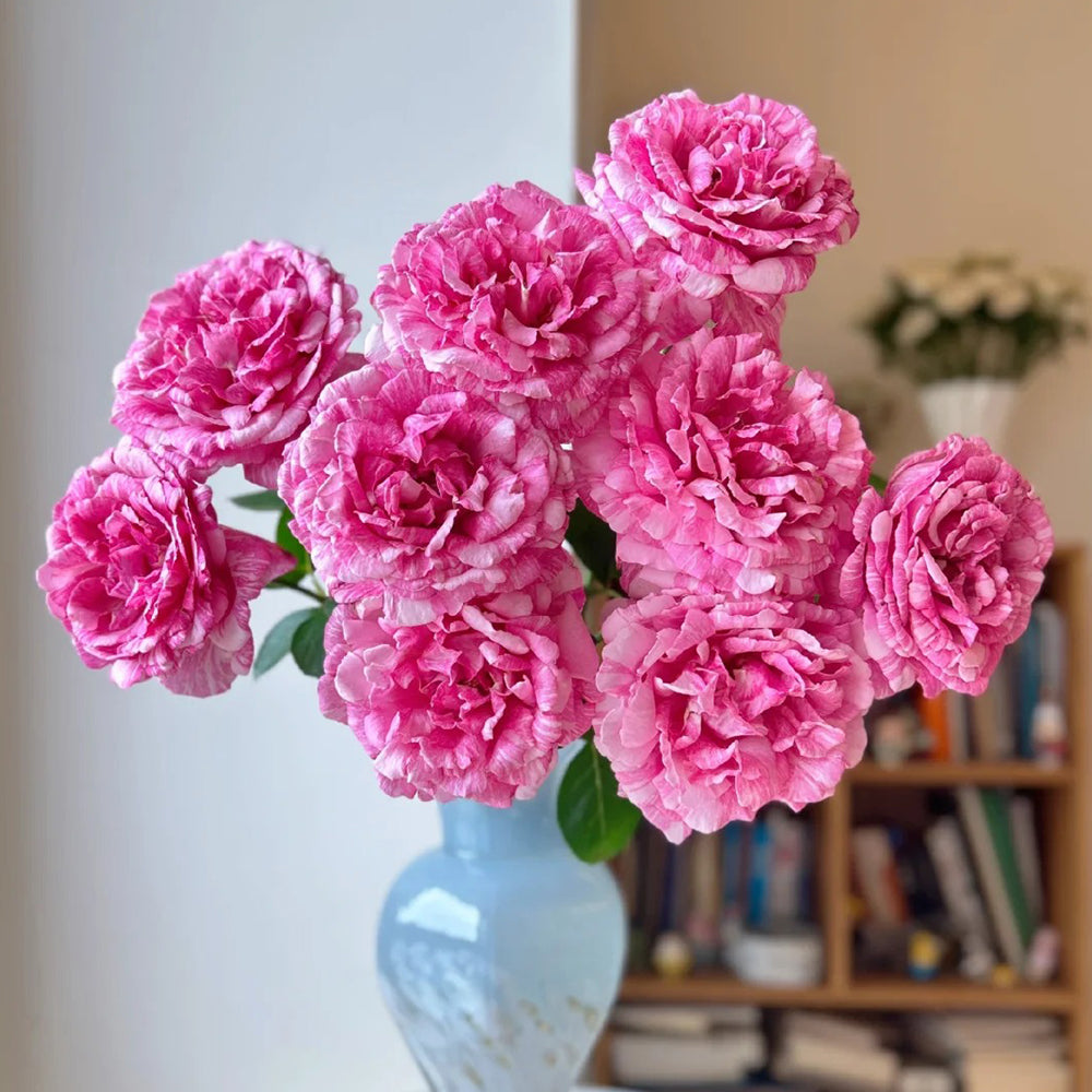 Yves Splash Japanese Florist Shrub Rose