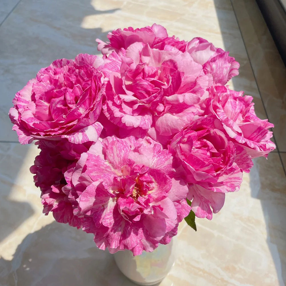 Yves Splash Japanese Florist Shrub Rose