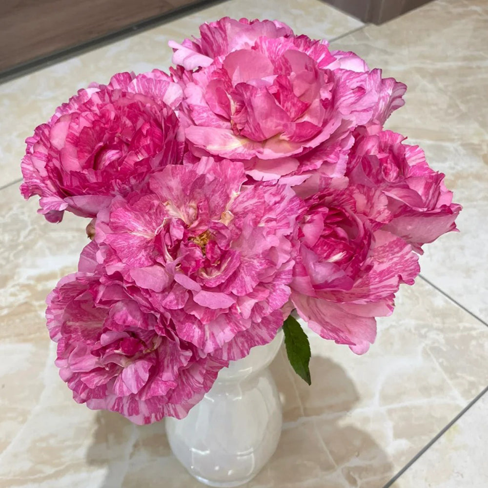 Yves Splash Japanese Florist Shrub Rose