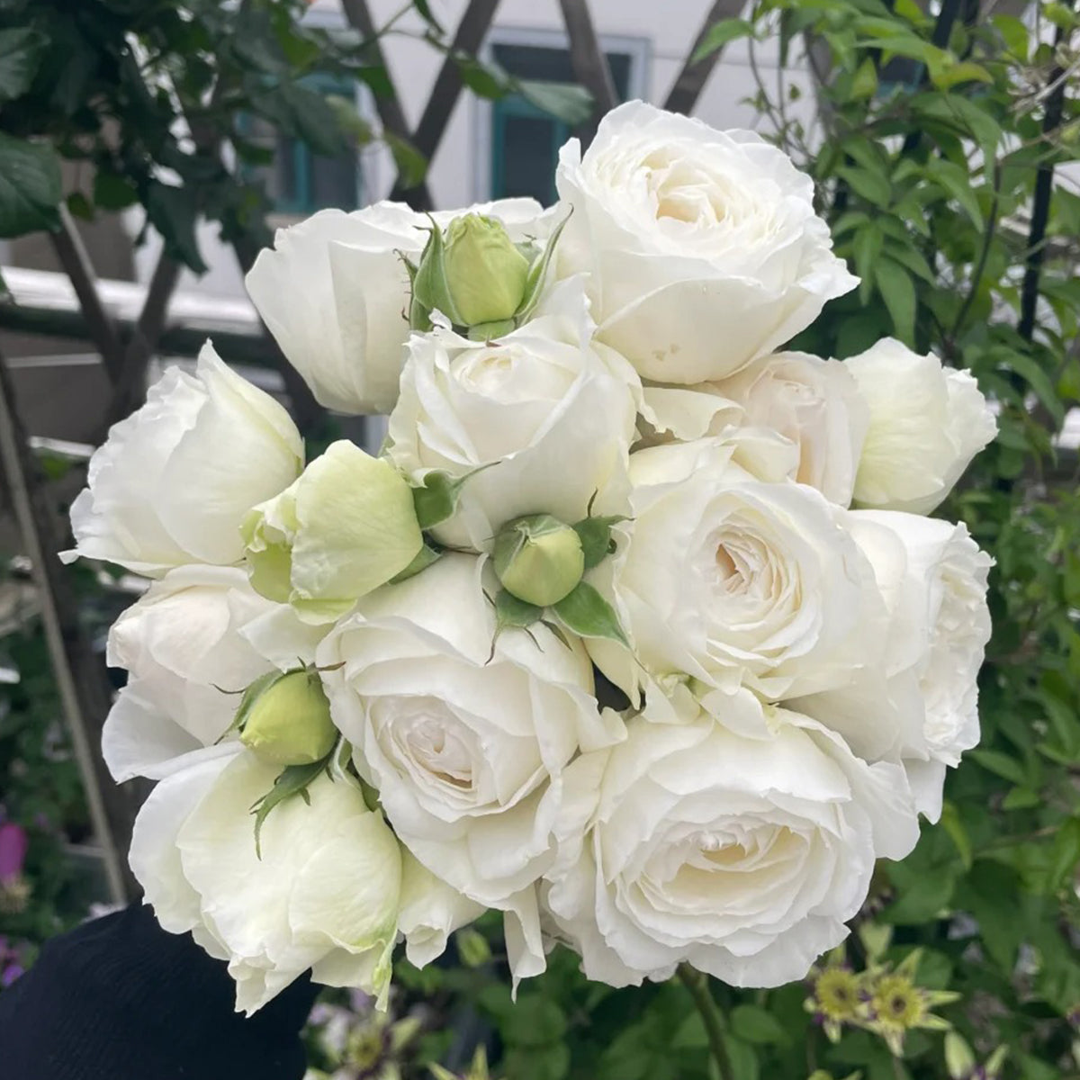 Yves Wedding Road Japanese Florist Shrub Rose