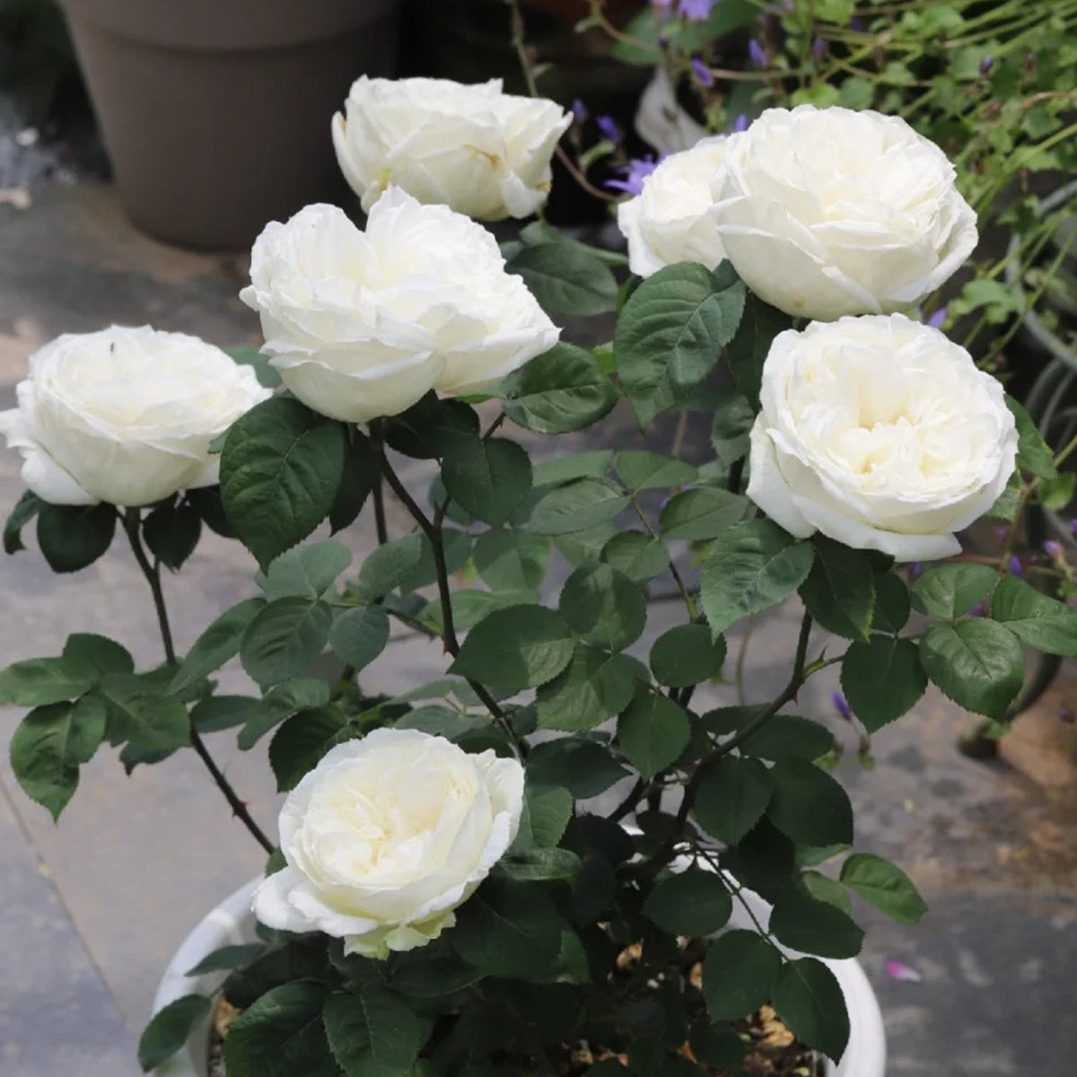Yves Wedding Road Japanese Florist Shrub Rose