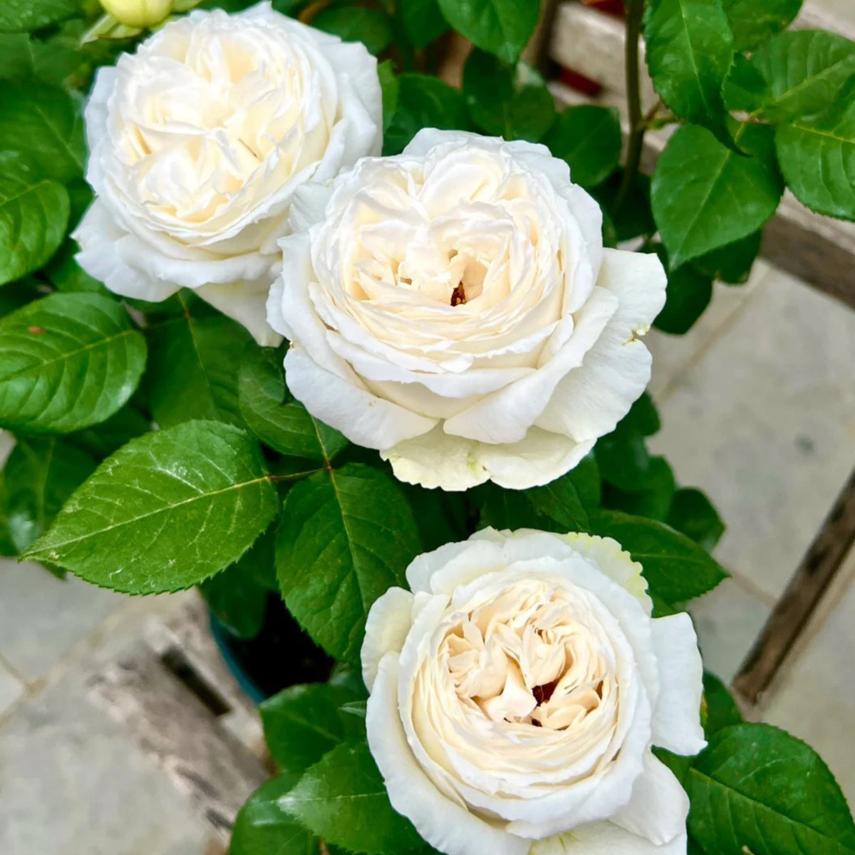 Yves Wedding Road Japanese Florist Shrub Rose