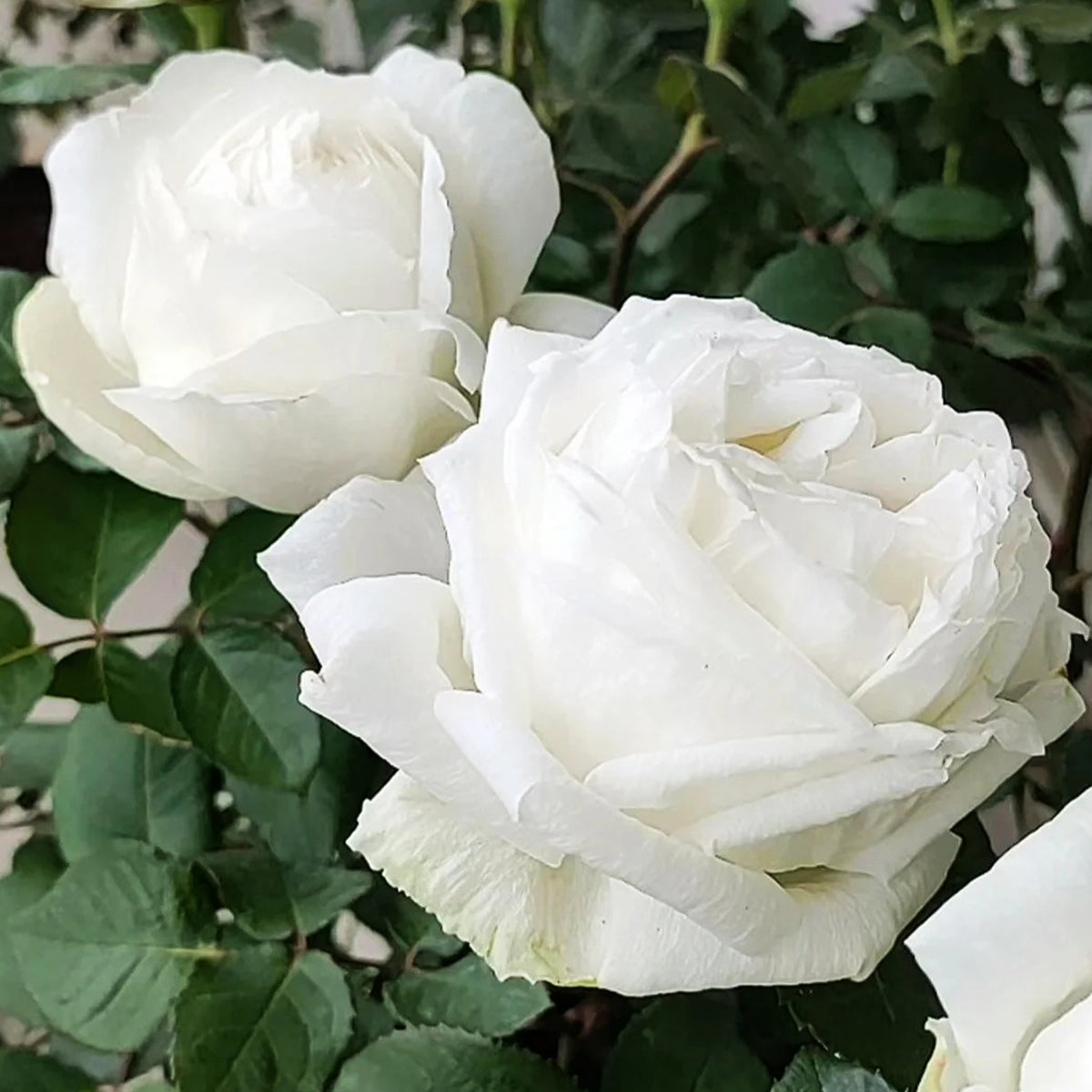 Yves Wedding Road Japanese Florist Shrub Rose