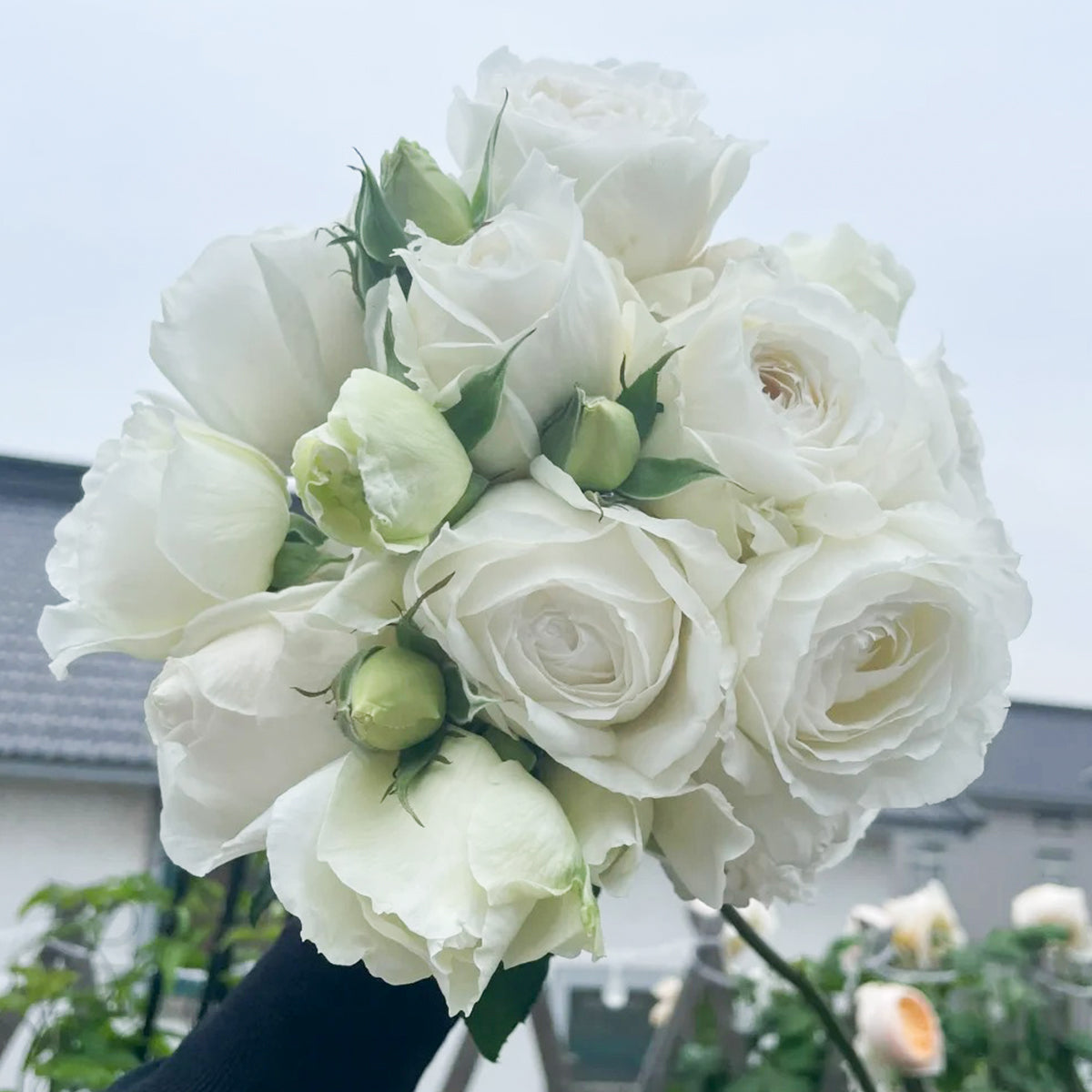 Yves Wedding Road Japanese Florist Shrub Rose