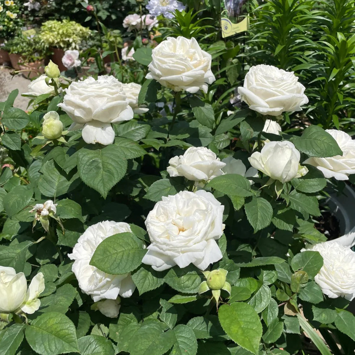 Yves Wedding Road Japanese Florist Shrub Rose