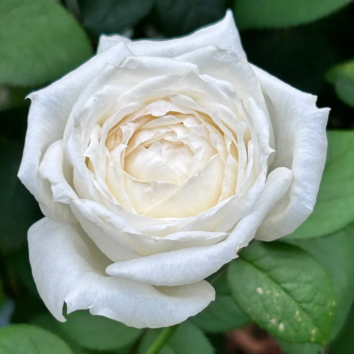 Yves Wedding Road Japanese Florist Shrub Rose