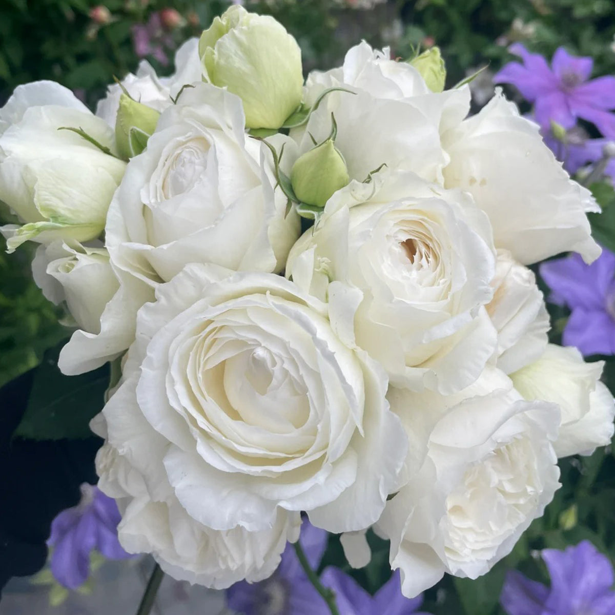 Yves Wedding Road Japanese Florist Shrub Rose