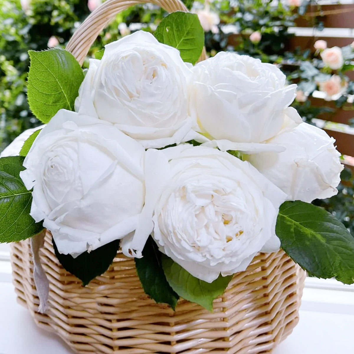 Yves Wedding Road Japanese Florist Shrub Rose