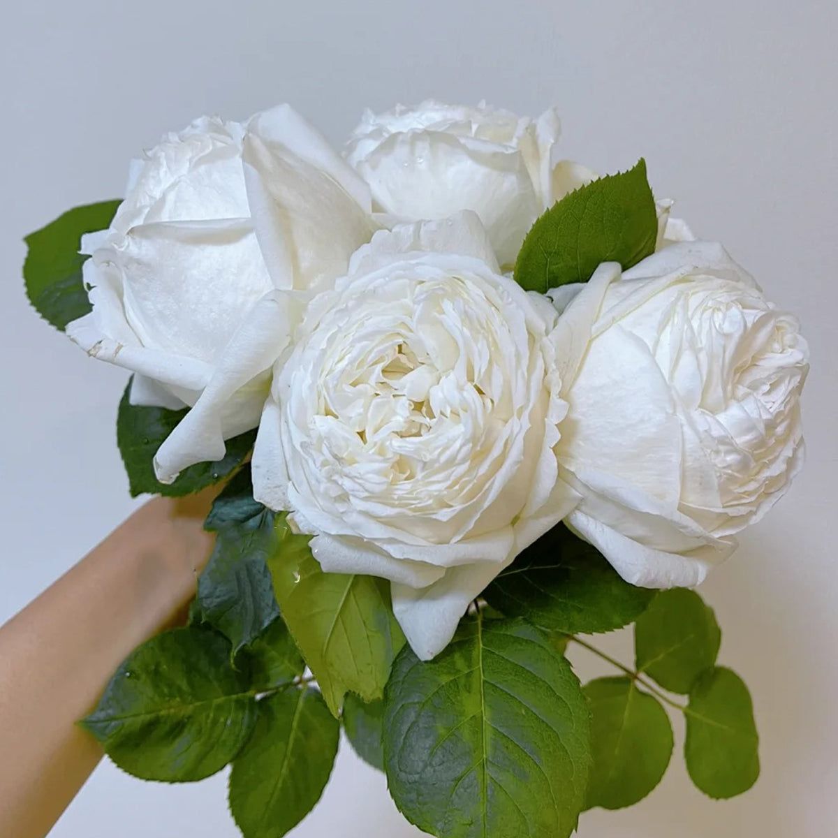 Yves Wedding Road Japanese Florist Shrub Rose
