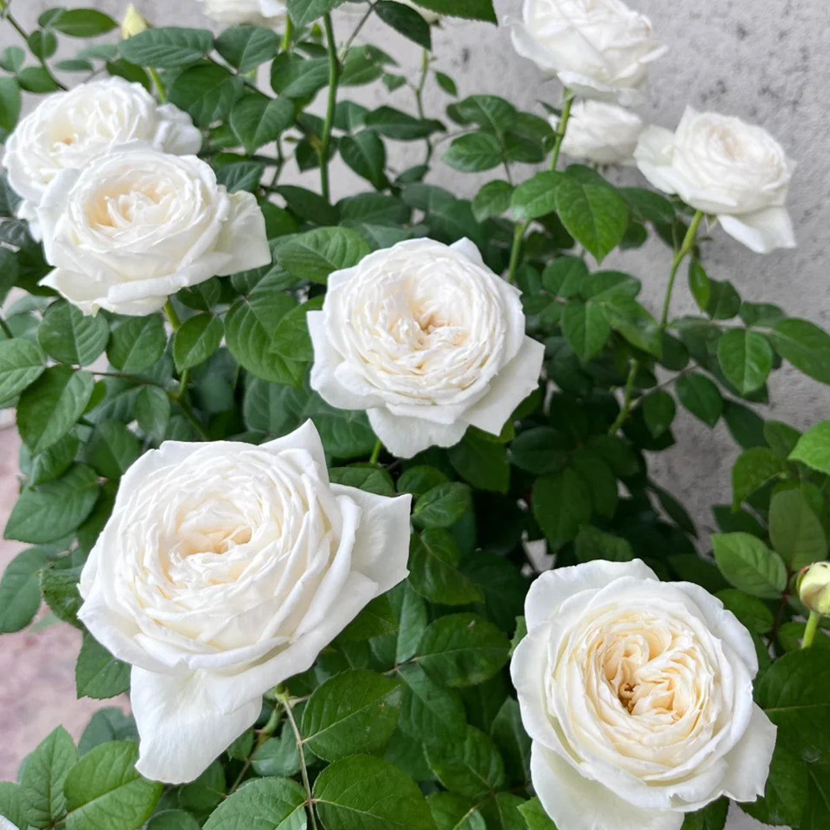 Yves Wedding Road Japanese Florist Shrub Rose
