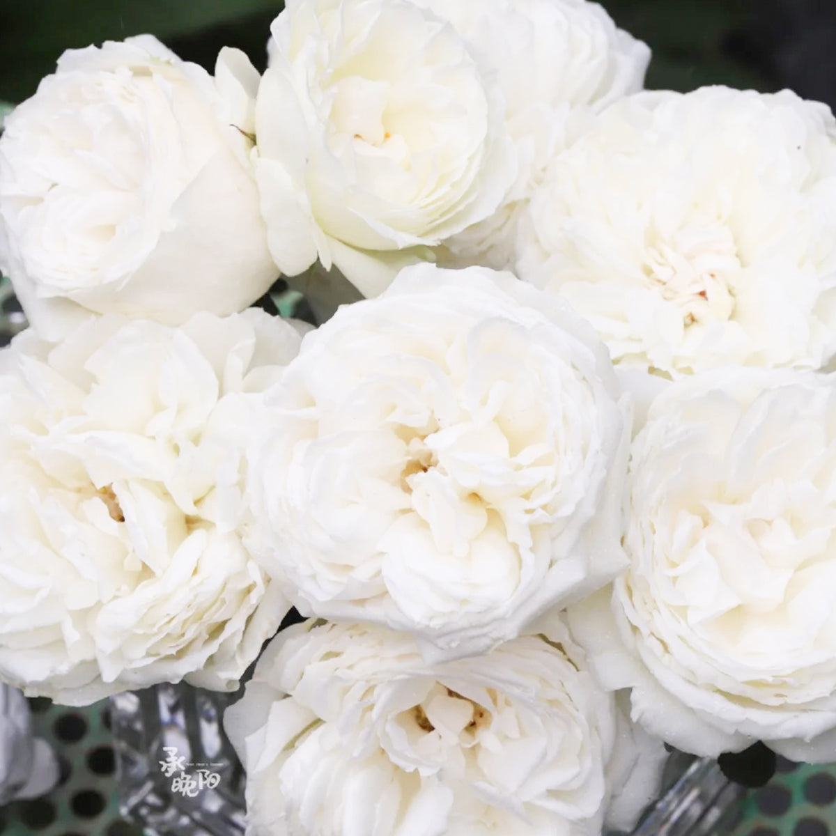 Yves Wedding Road Japanese Florist Shrub Rose