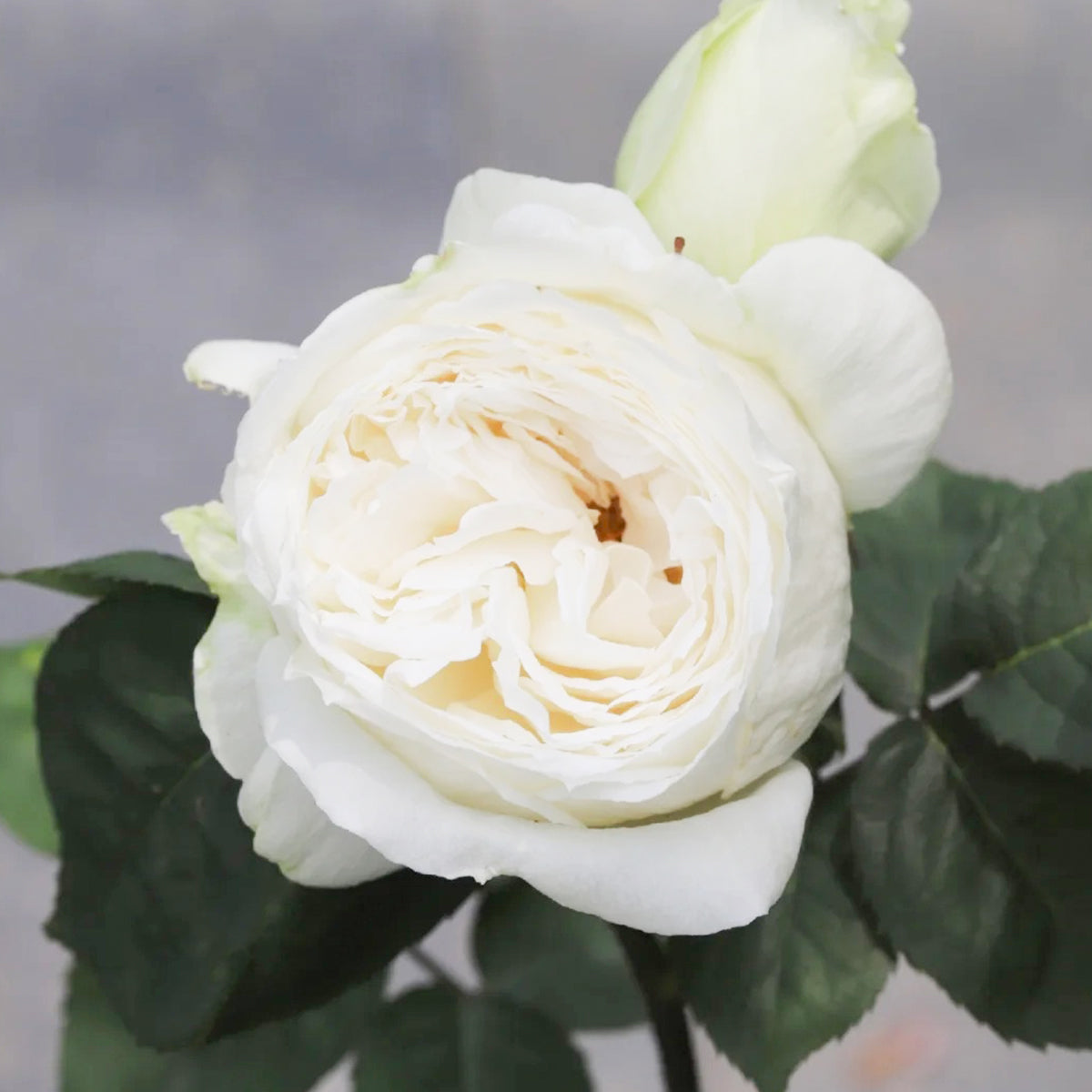 Yves Wedding Road Japanese Florist Shrub Rose