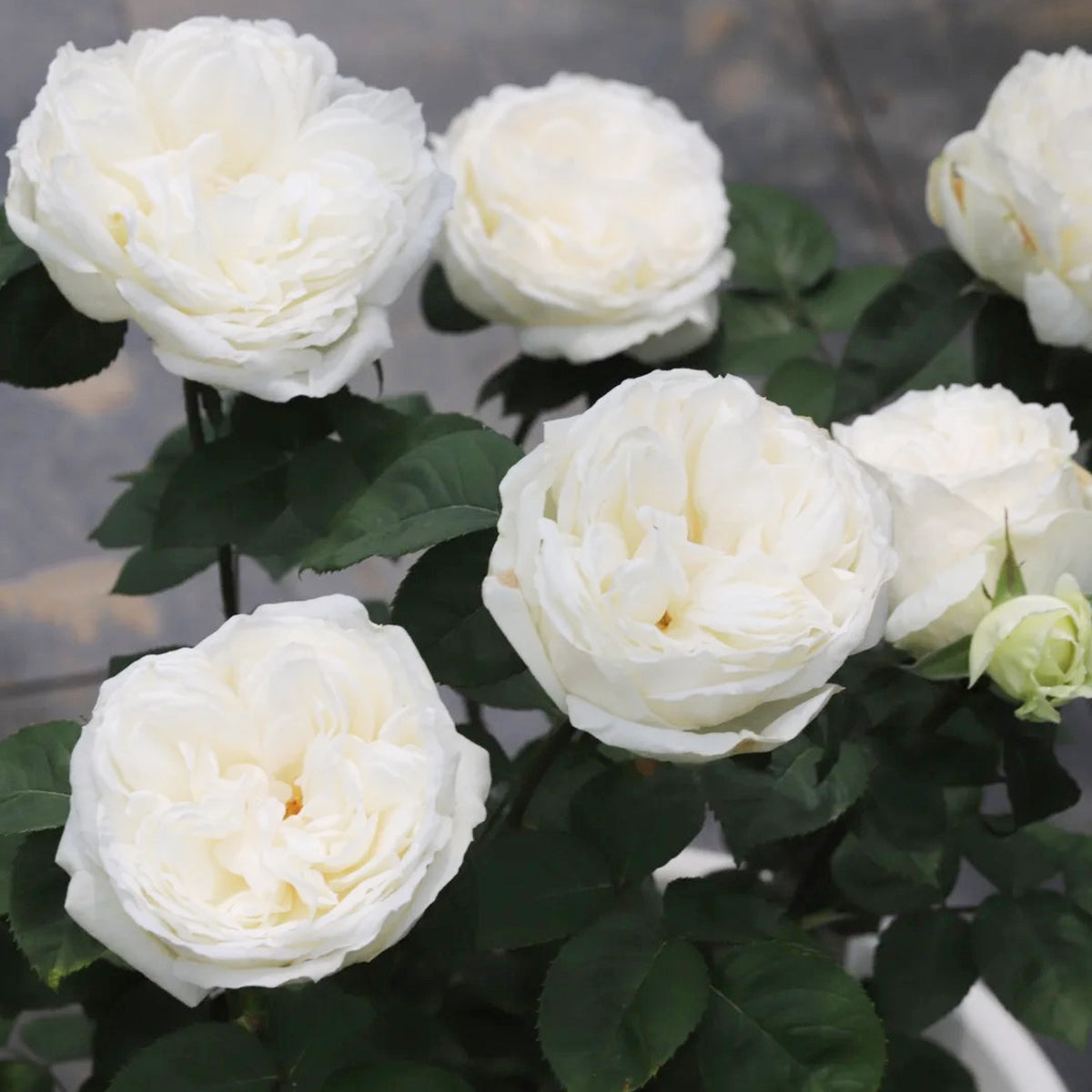 Yves Wedding Road Japanese Florist Shrub Rose