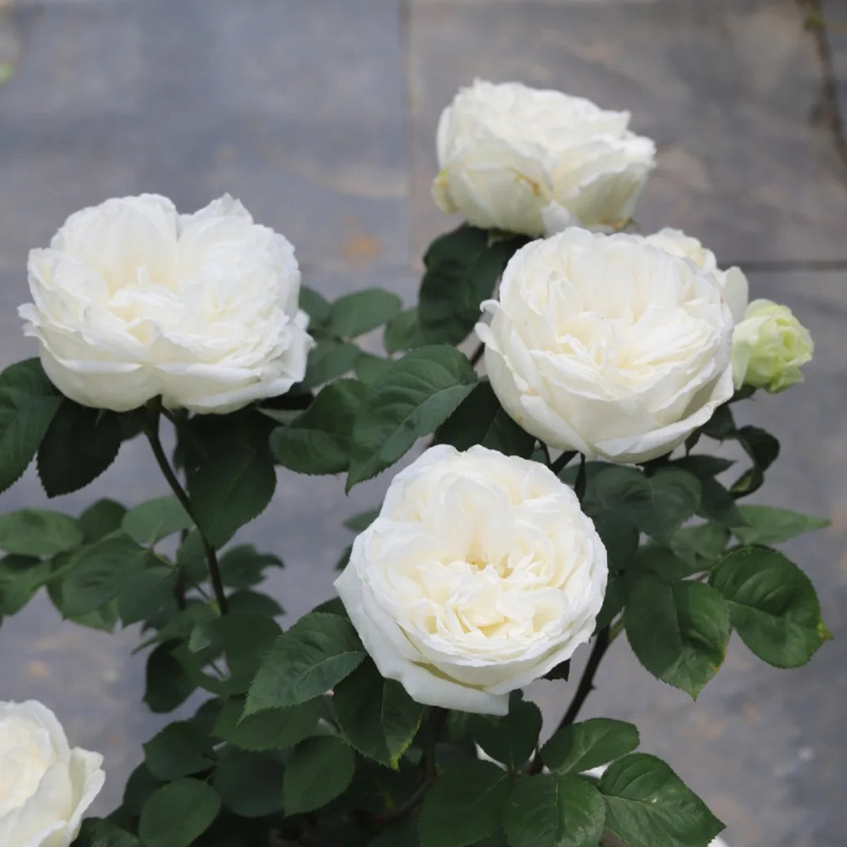 Yves Wedding Road Japanese Florist Shrub Rose
