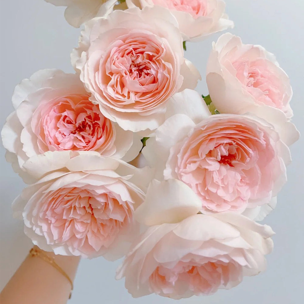 Yves Wishing Japanese Florist Shrub Rose