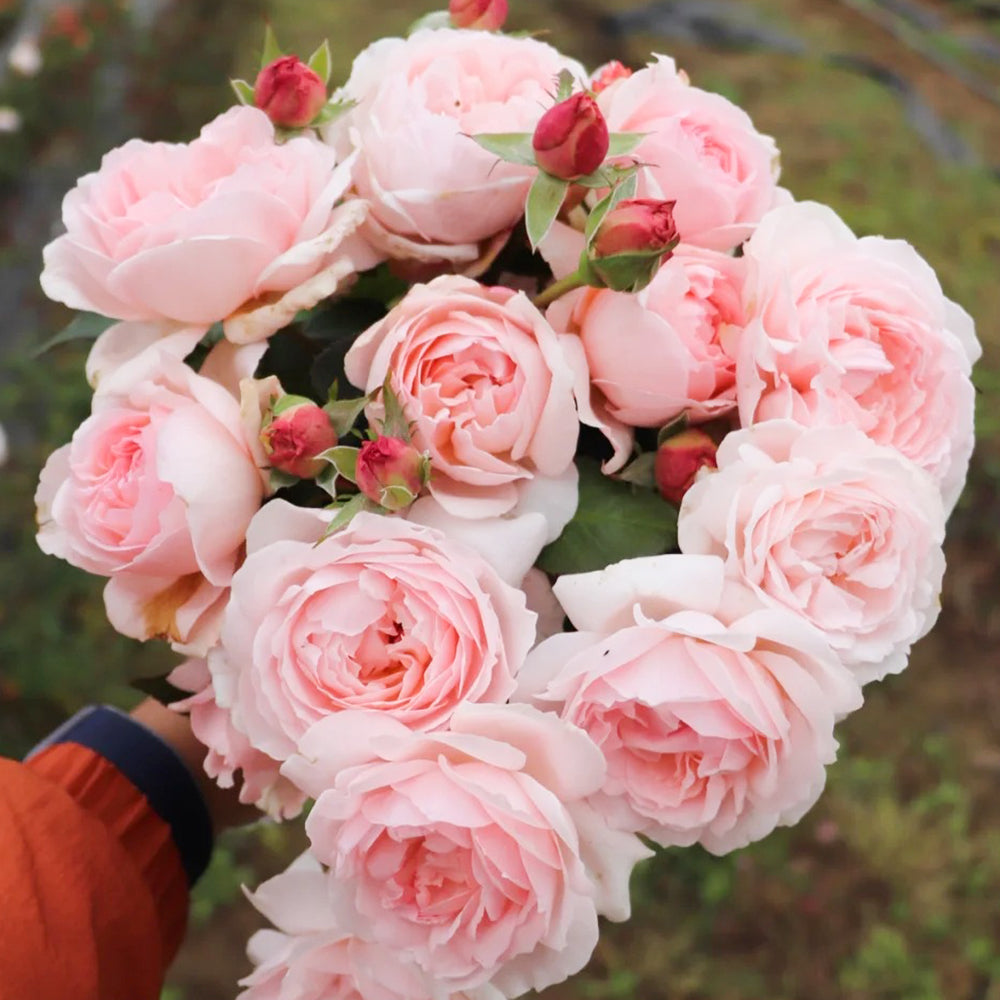 Yves Wishing Japanese Florist Shrub Rose