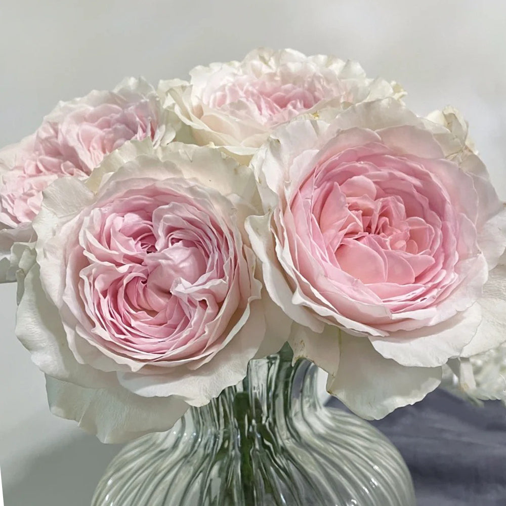 Yves Wishing Japanese Florist Shrub Rose