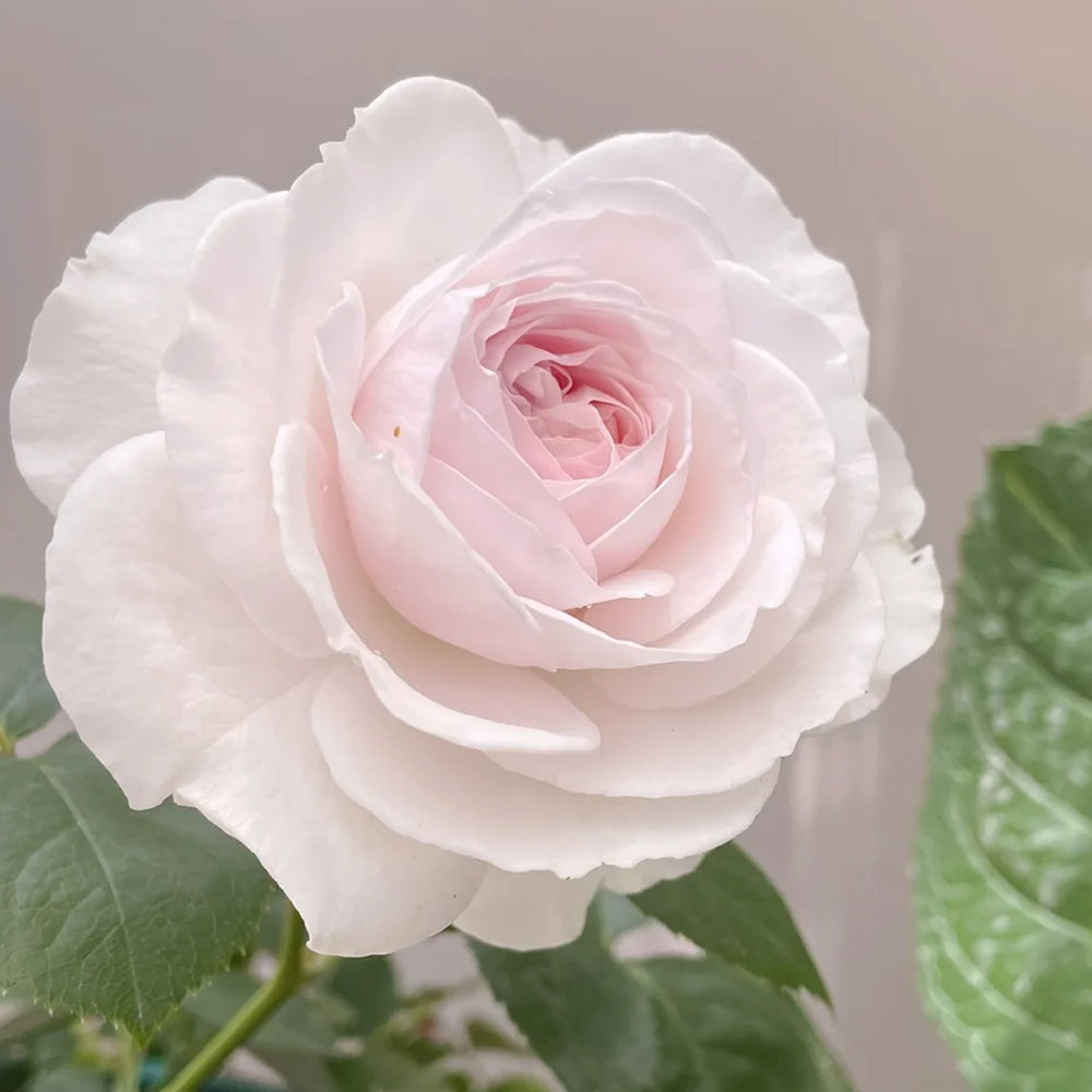 Yves Wishing Japanese Florist Shrub Rose