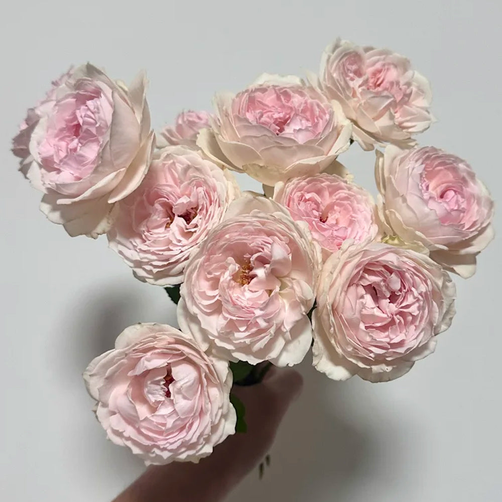 Yves Wishing Japanese Florist Shrub Rose