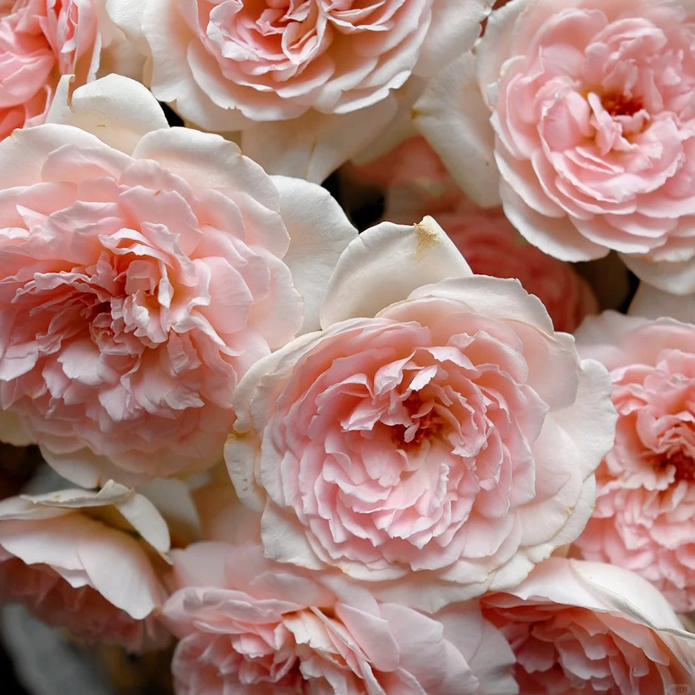 Yves Wishing Japanese Florist Shrub Rose